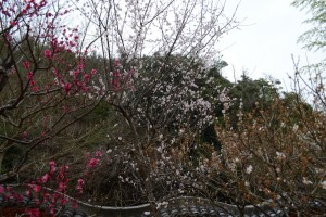 20160309 ウメの花　ブンゴ（豊後） (3)